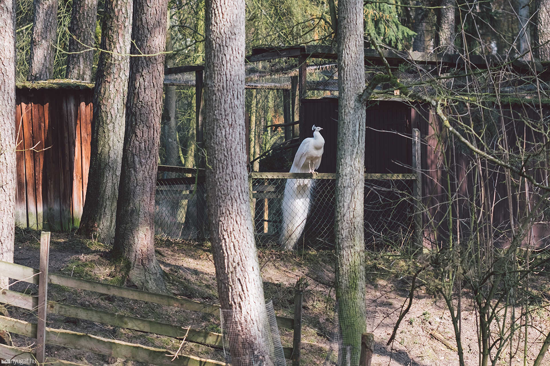 Madár és állatpark - Abensberg