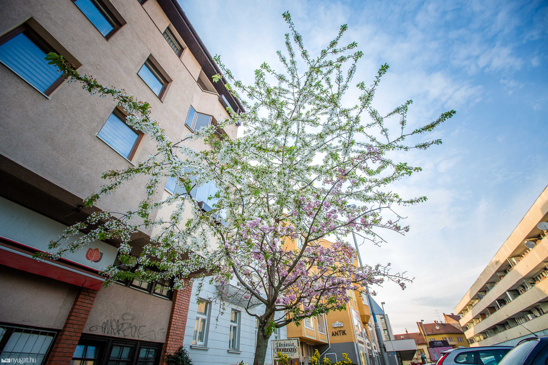 Két színben virágzó fa Szombathelyen