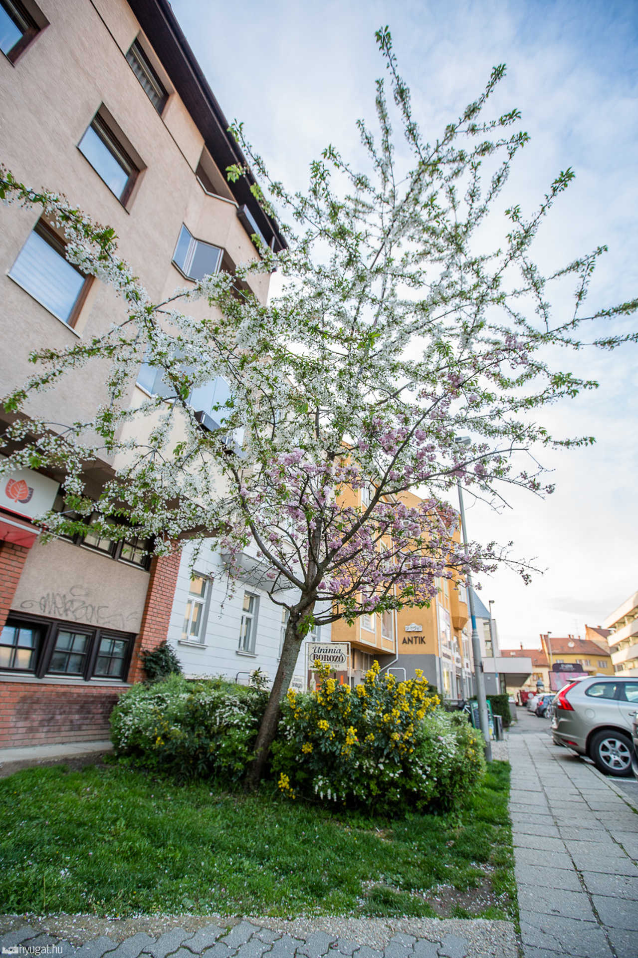 Két színben virágzó fa Szombathelyen
