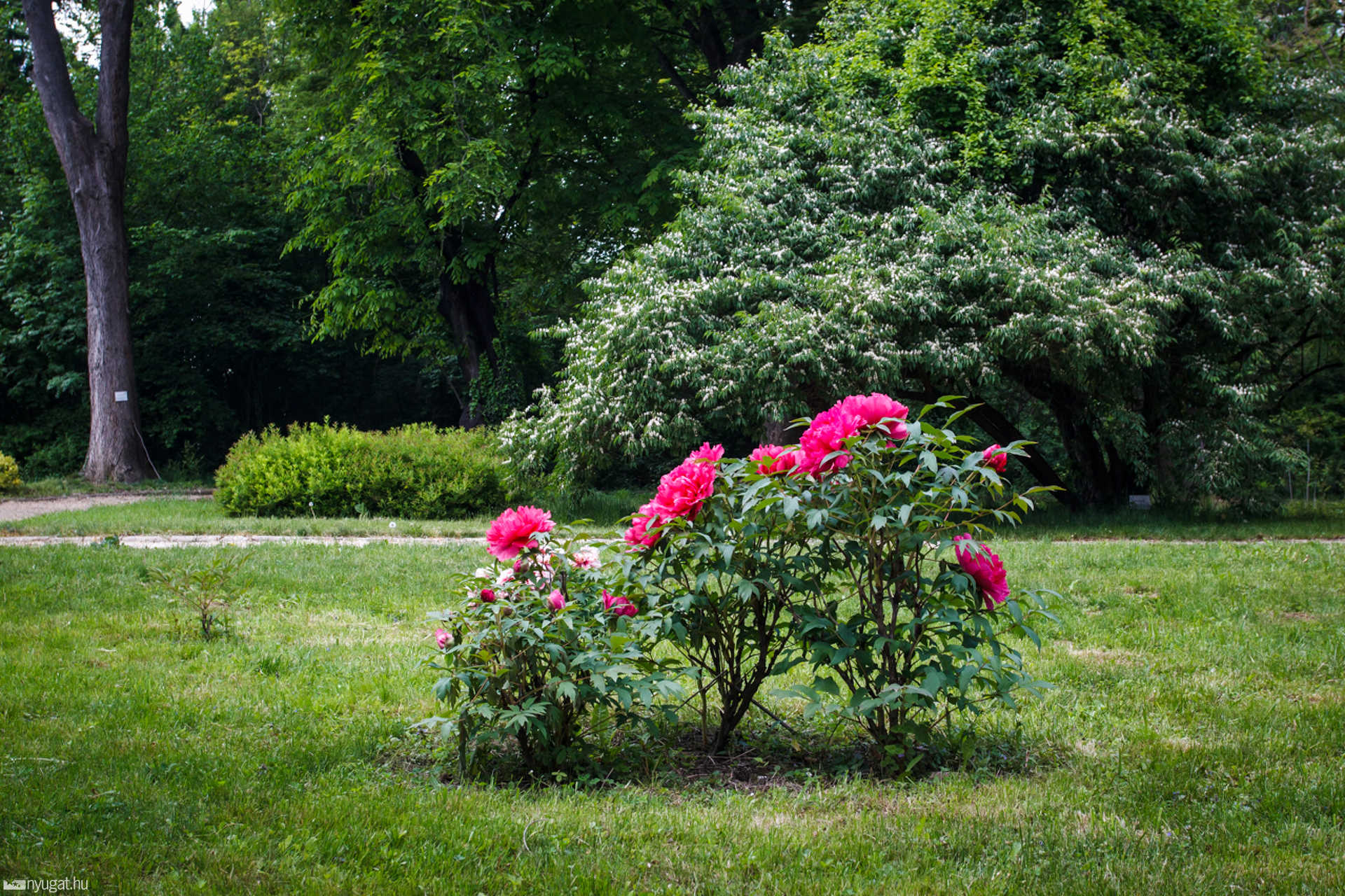 Színes arborétum