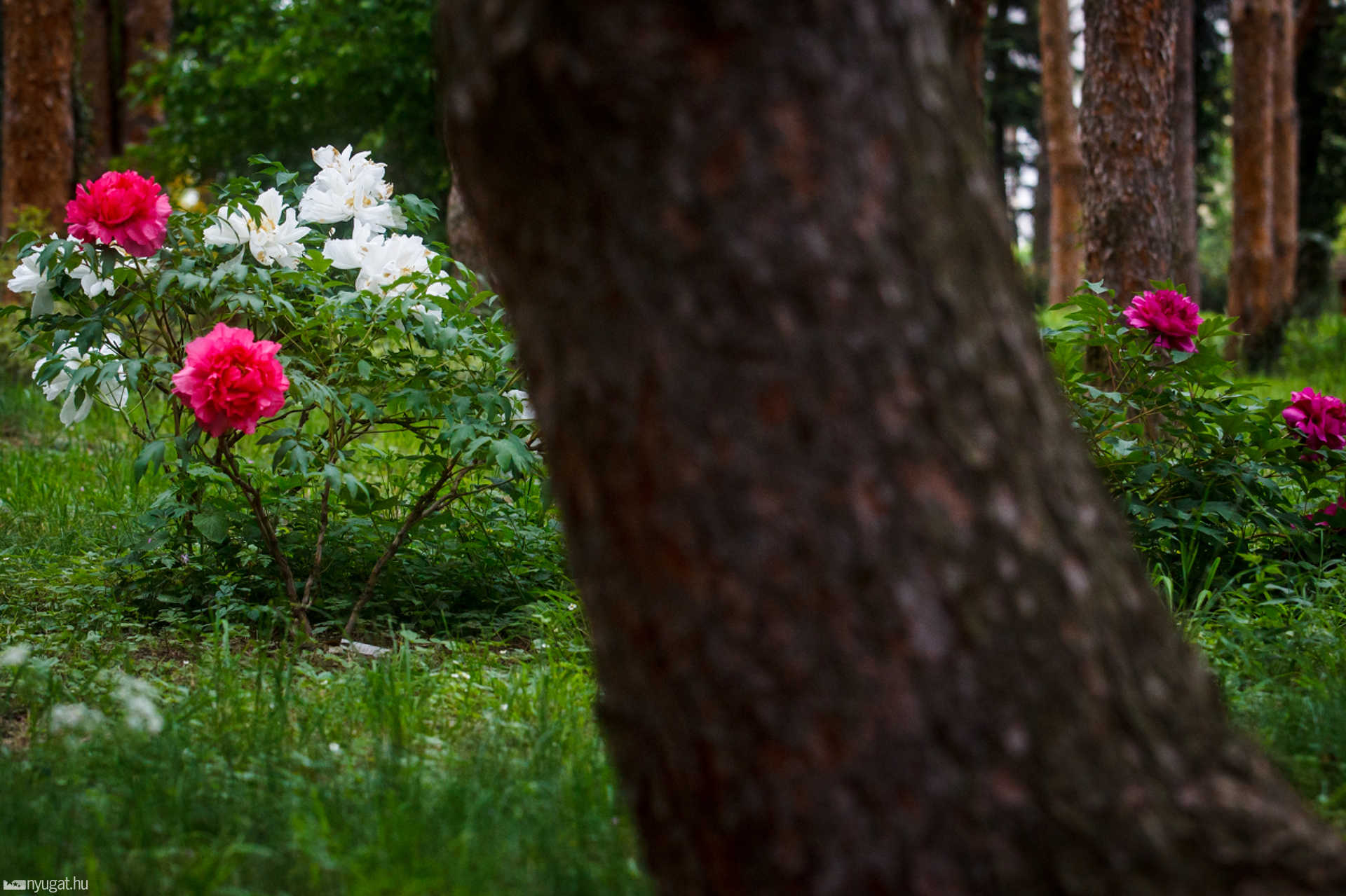 Színes arborétum
