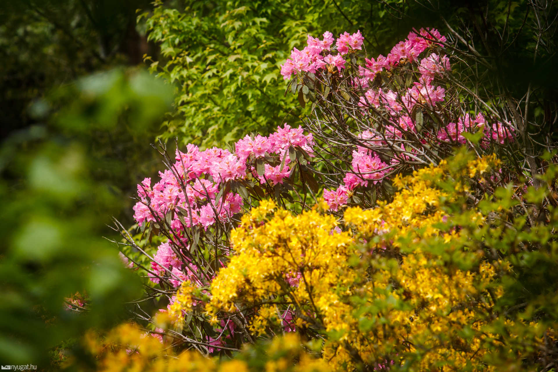 Színes arborétum