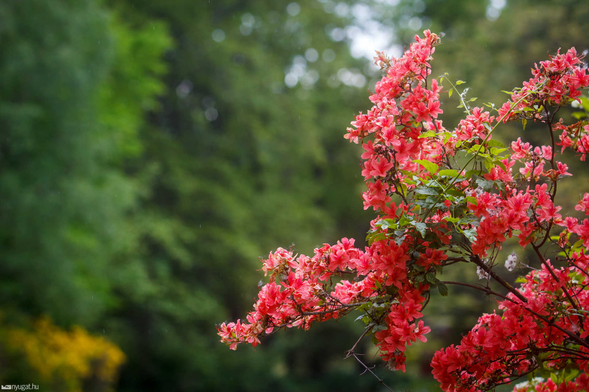 Színes arborétum