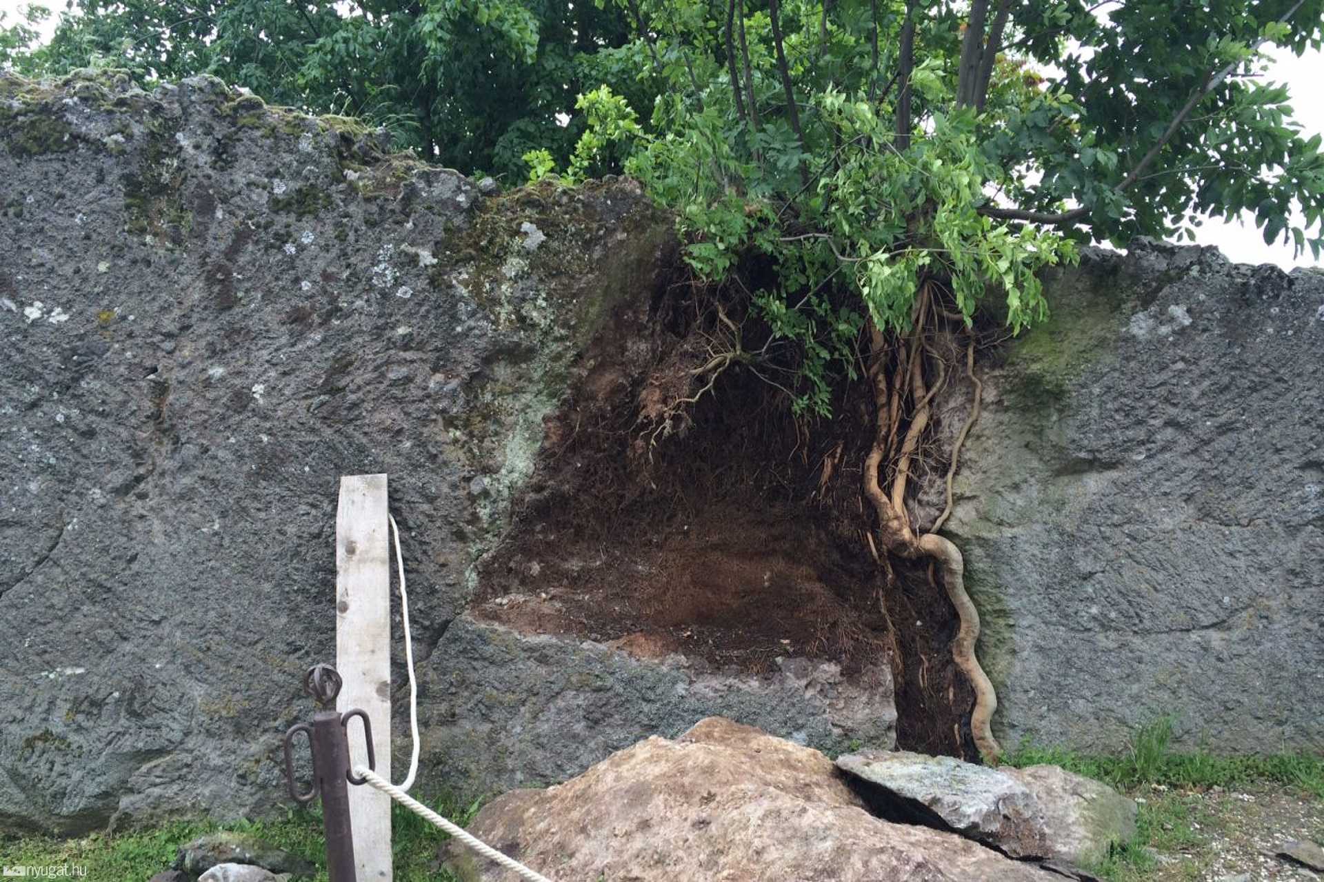 Az élet a sziklát is kettéhasítja
