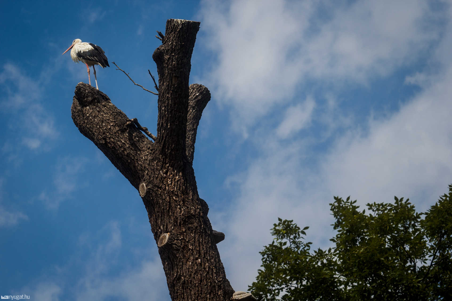 Nyári séta a Kámoni Arborétumban