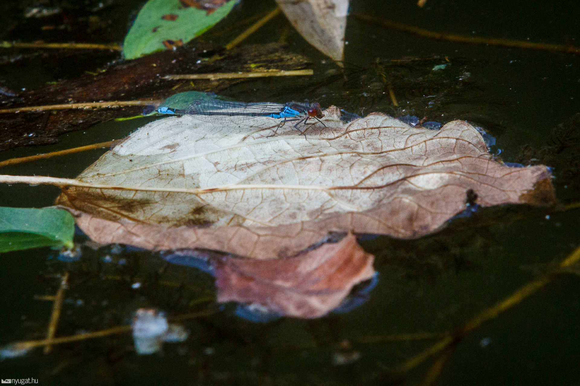 Nyári séta a Kámoni Arborétumban