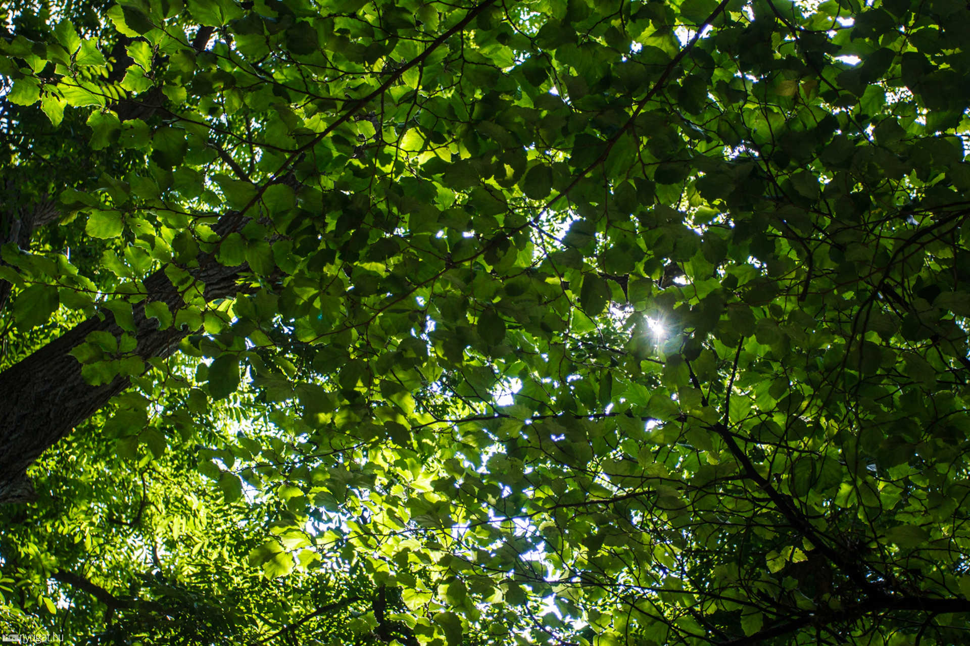 Nyári séta a Kámoni Arborétumban