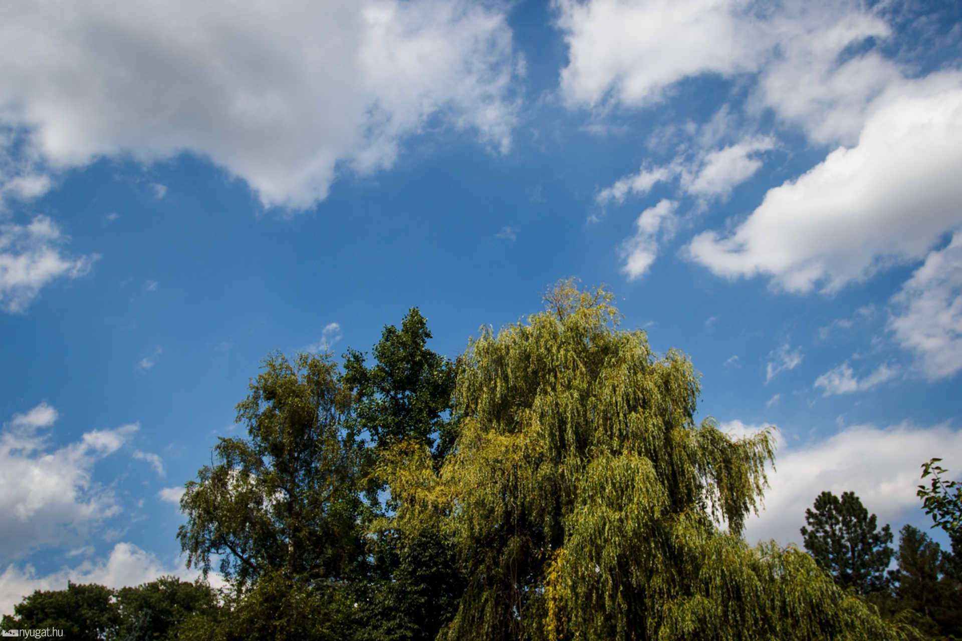 Nyári séta a Kámoni Arborétumban