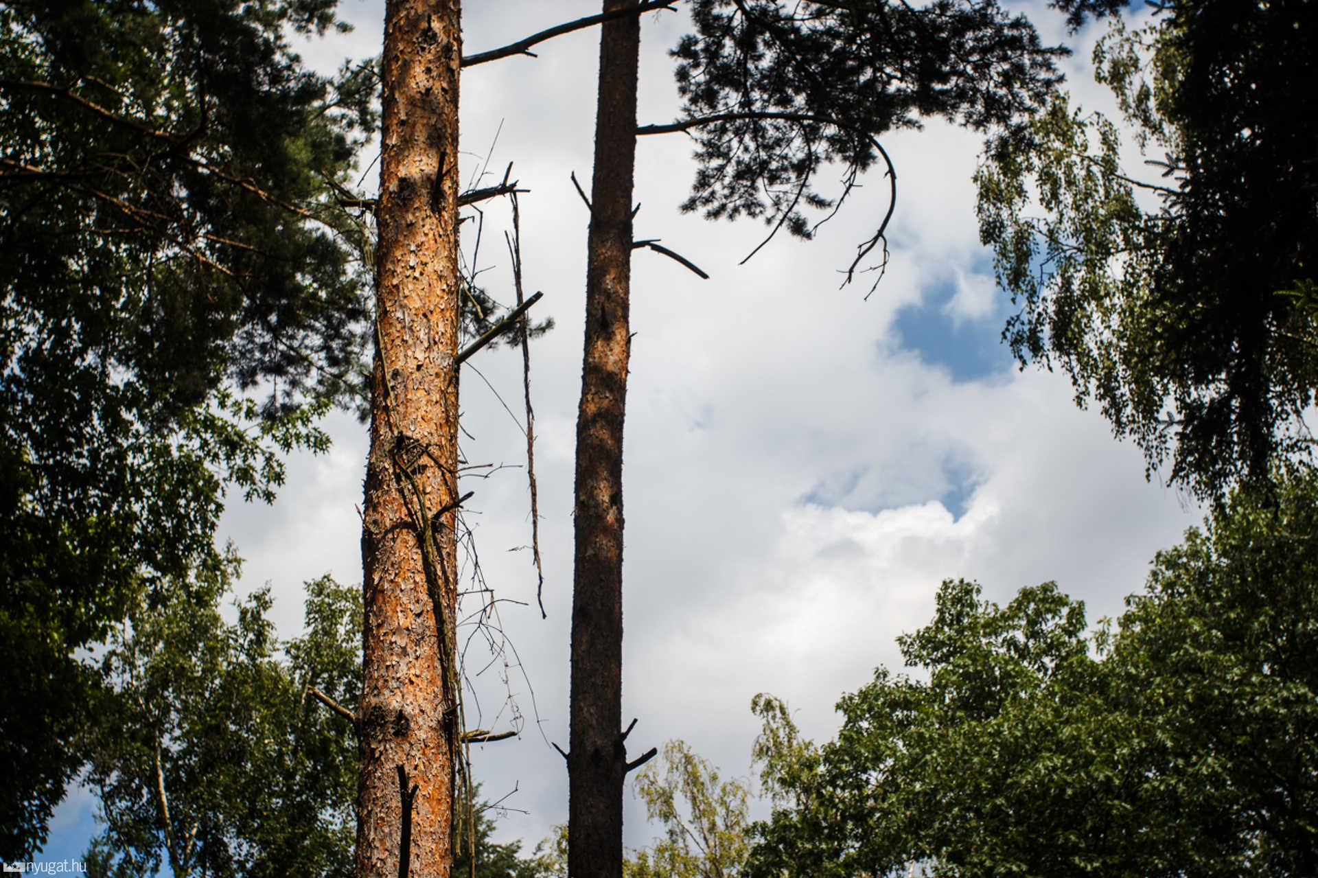 Nyári séta a Kámoni Arborétumban