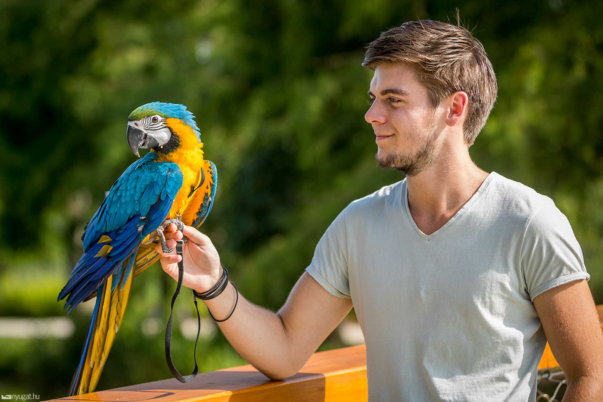 Merlin, az ara papagáj