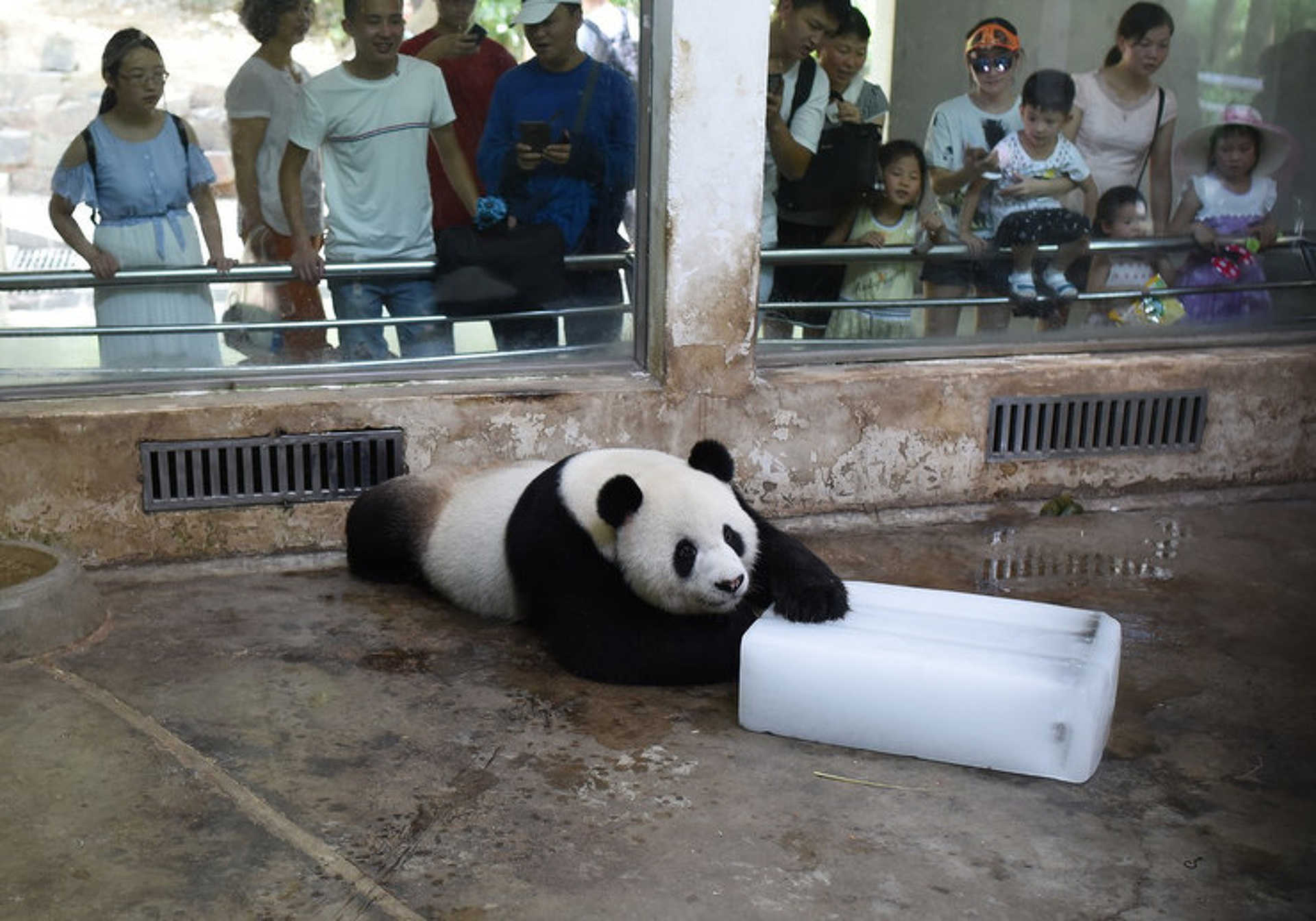 Hűsölő panda