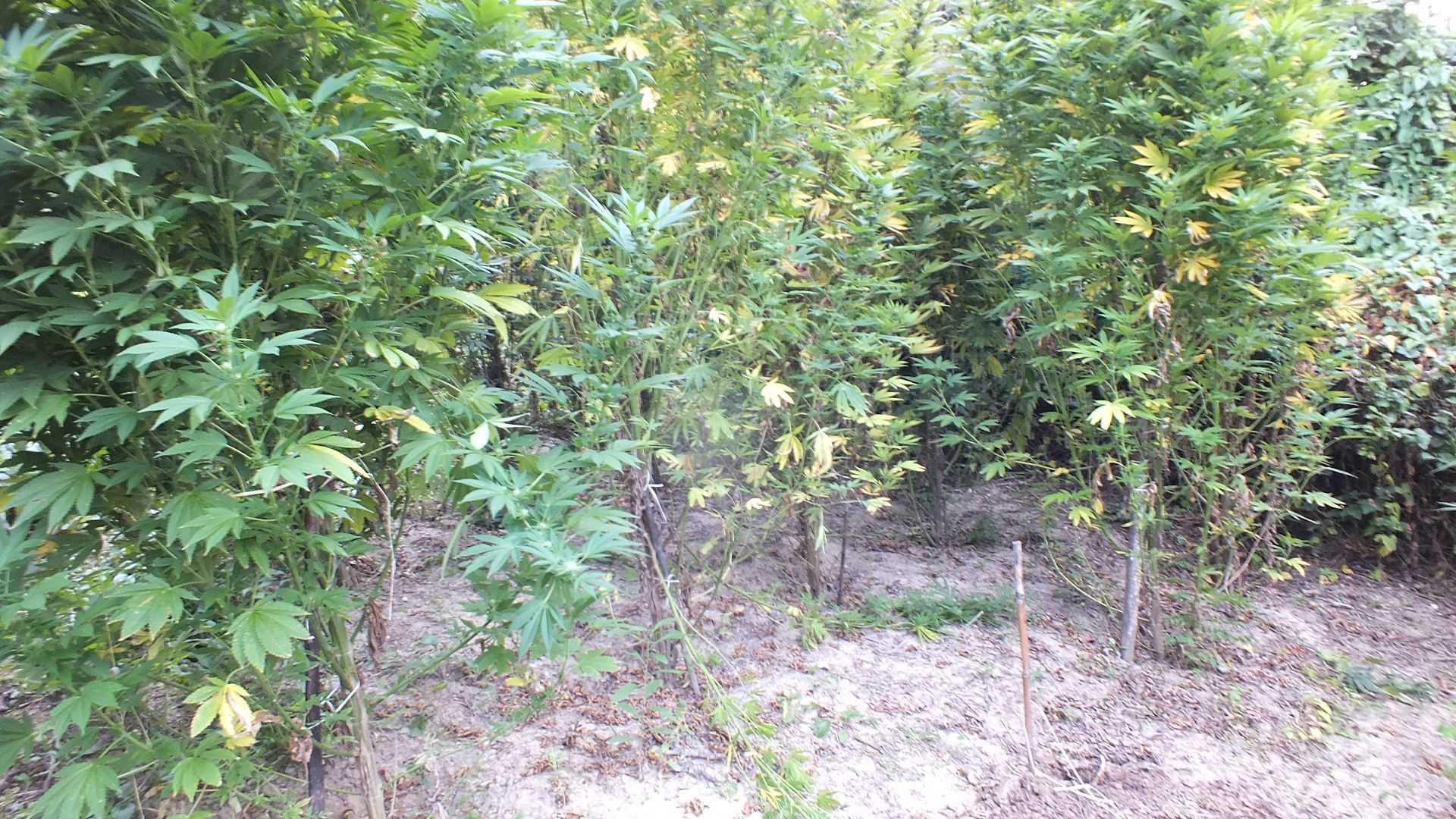 Hatalmas cannabis bokrokat találtak a zalai rendőrök