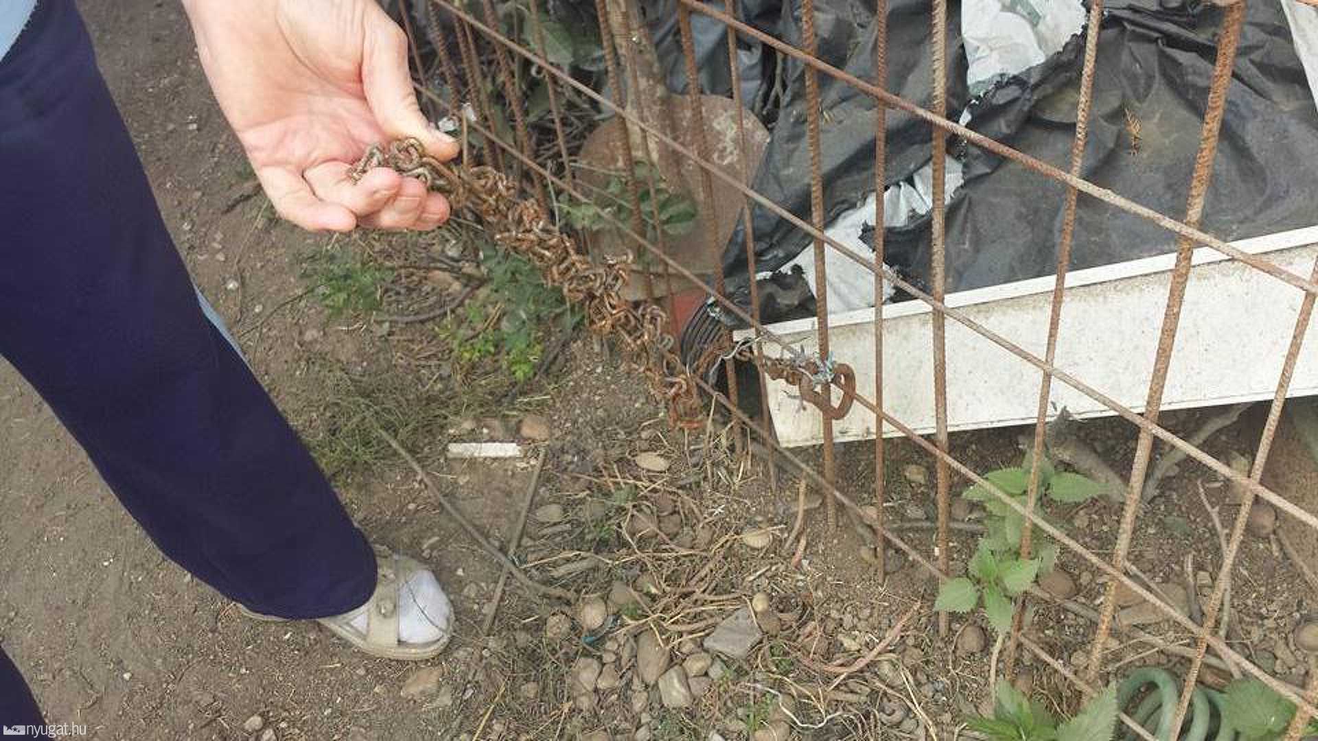 Fekete István Állatvédő Egyesület - Szombathely fotója