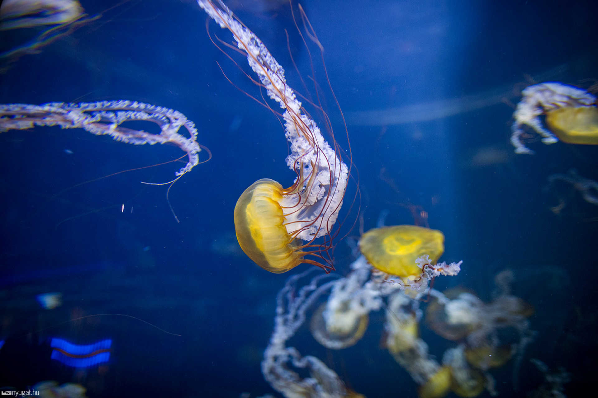 Adventure Aquarium - Philadelphia