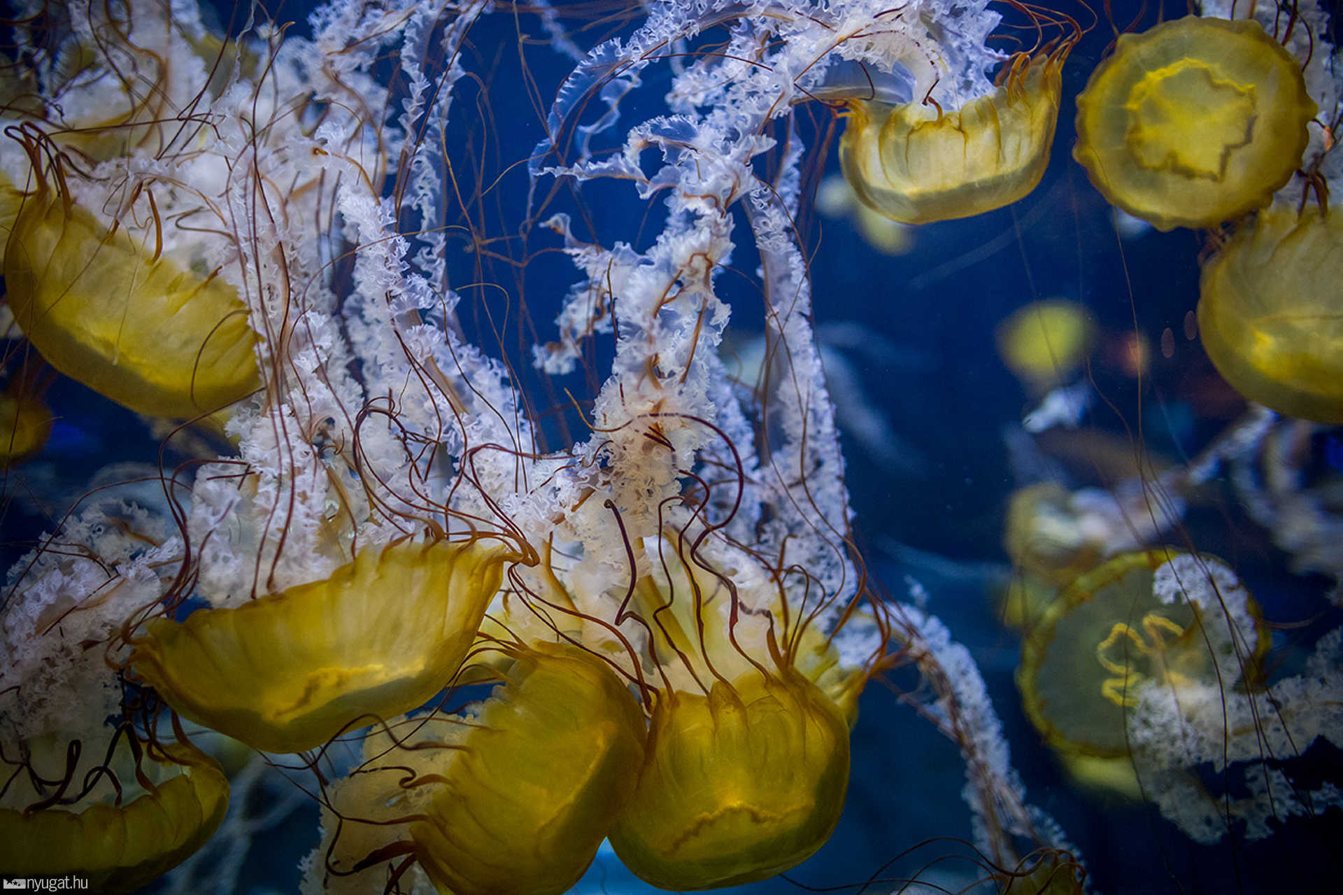 Adventure Aquarium - Philadelphia