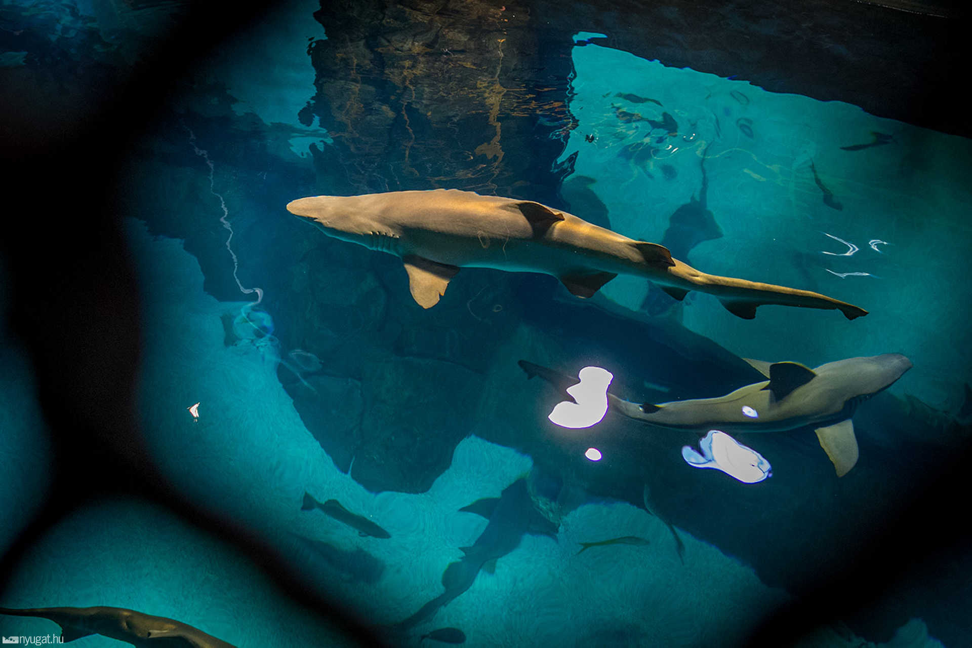 Adventure Aquarium - Philadelphia