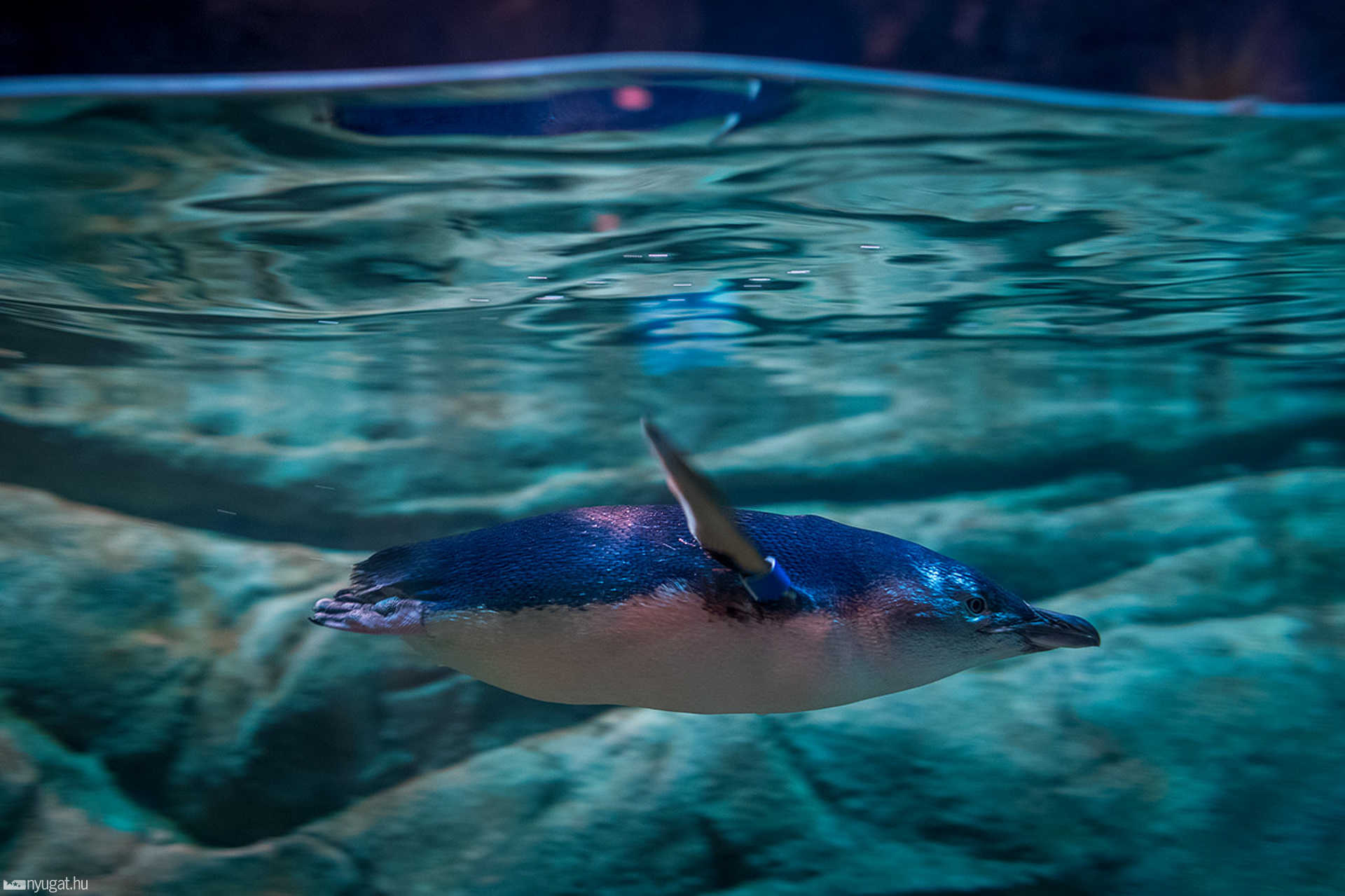 Adventure Aquarium - Philadelphia