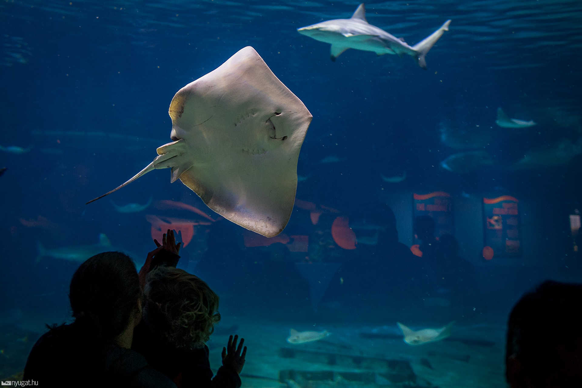 Adventure Aquarium - Philadelphia