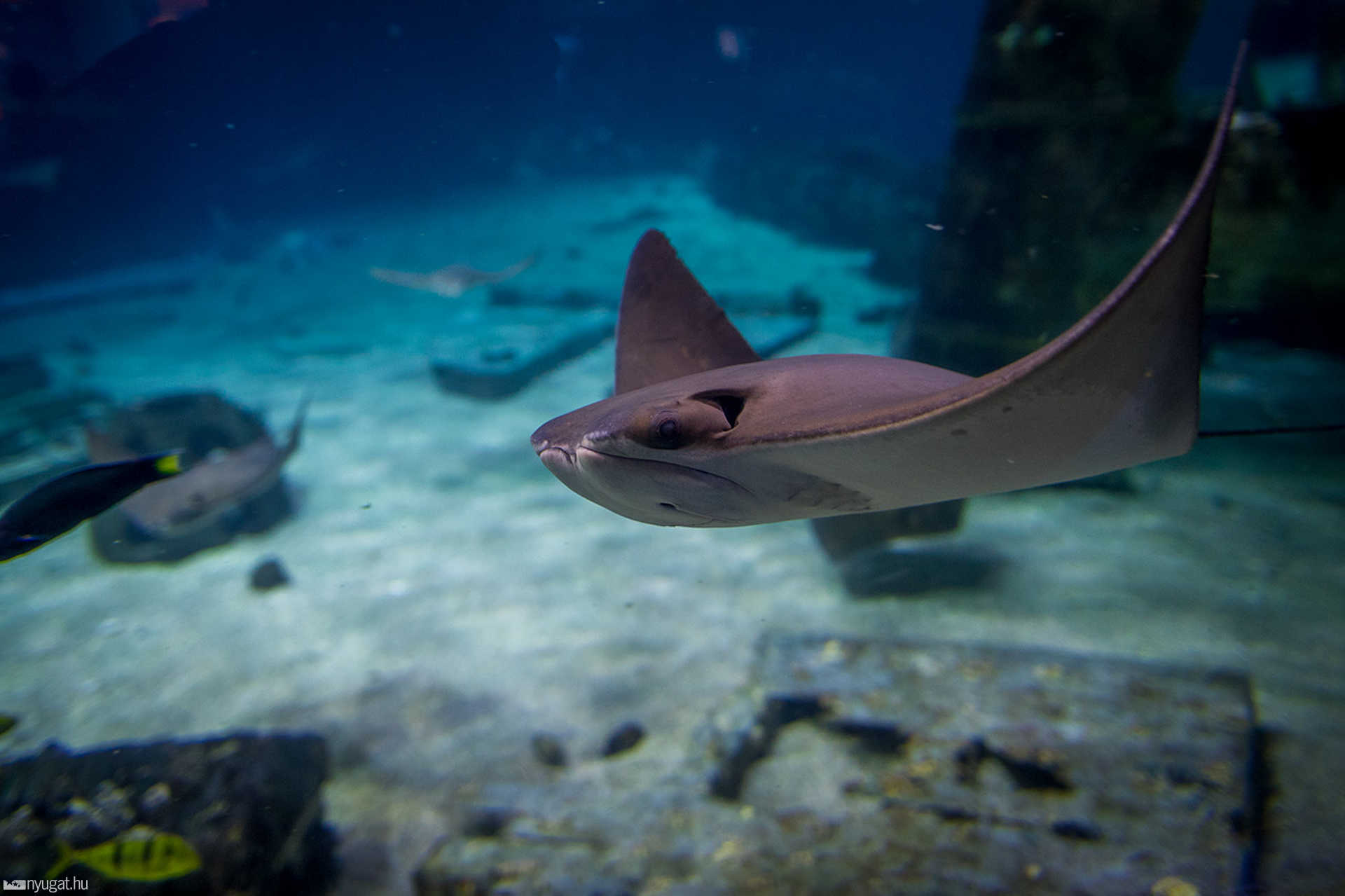 Adventure Aquarium - Philadelphia