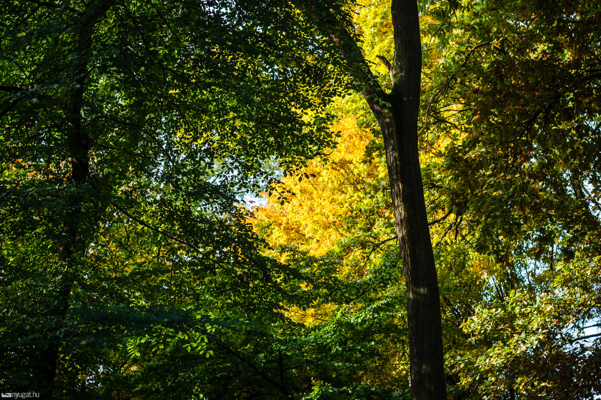 Ősz a Kámoni Arborétumban