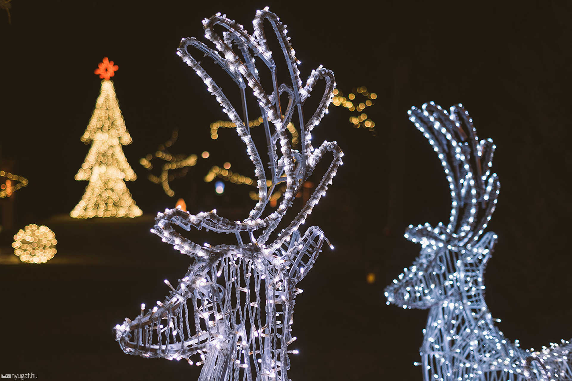 Spitzzicken fényei