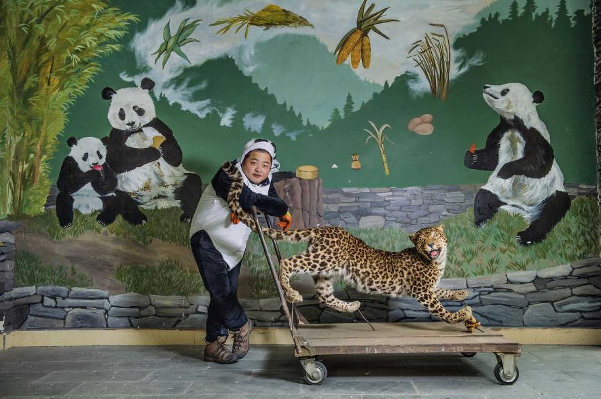 Egy kínai pandagondozó kitömött leopárdot használ a fiatal pandák kiképzéséhez, hogy legyőzzék legnagyobb félelmüket