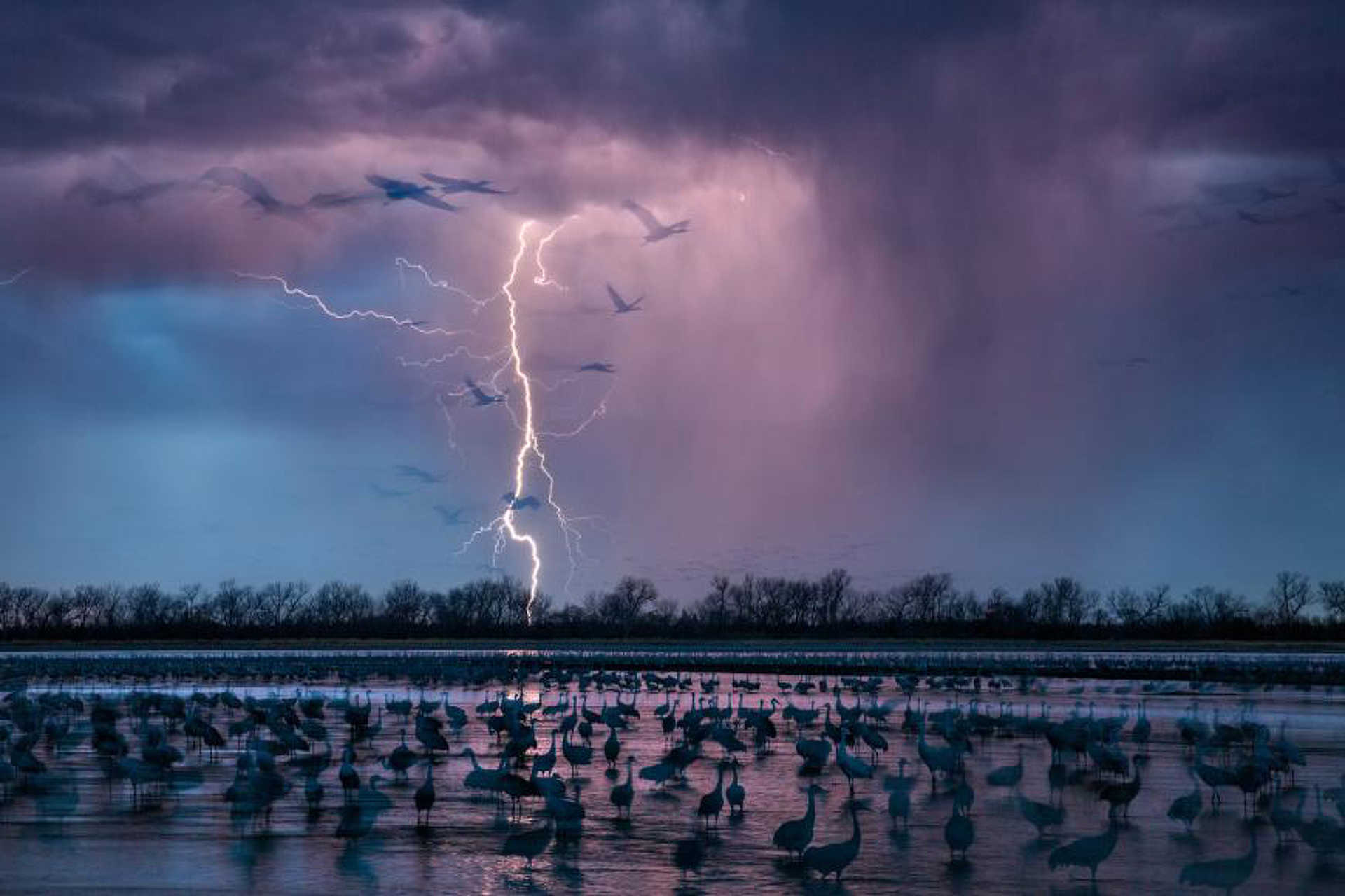 Darvak alszanak a Platte folyón Nebraskában, miközben kitör a vihar