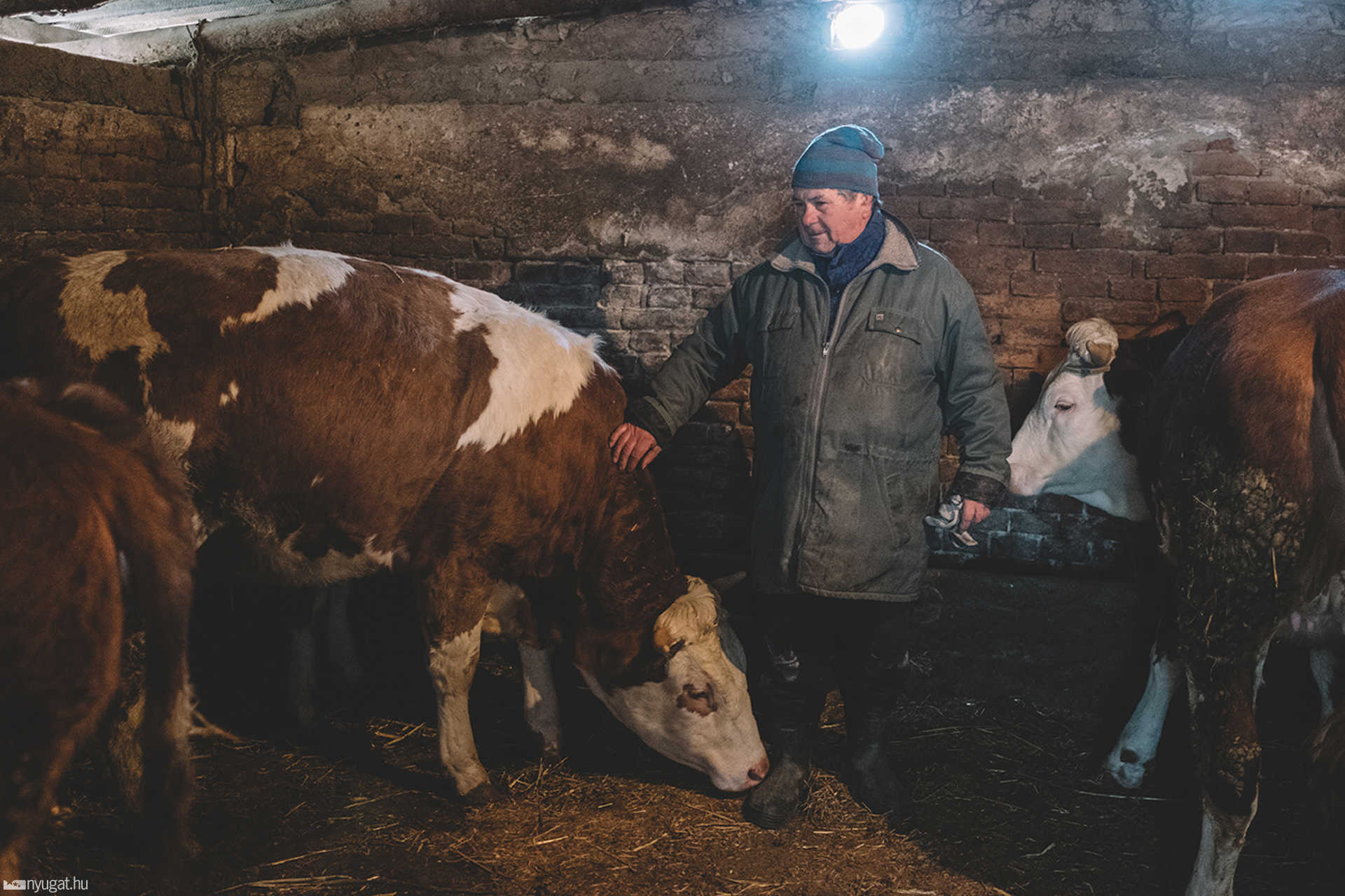 Flór József a tehenek közt