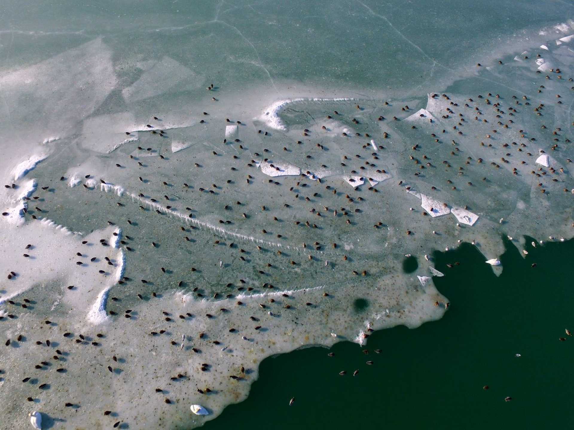 Jégbezárt Balaton