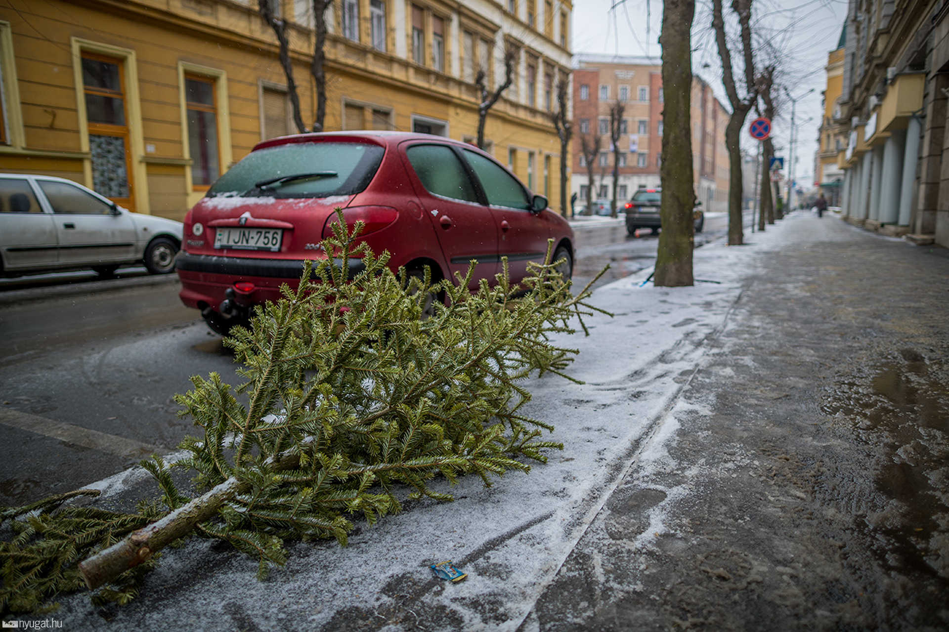 Kidobott fenyőfák városszerte 2017.02.01.