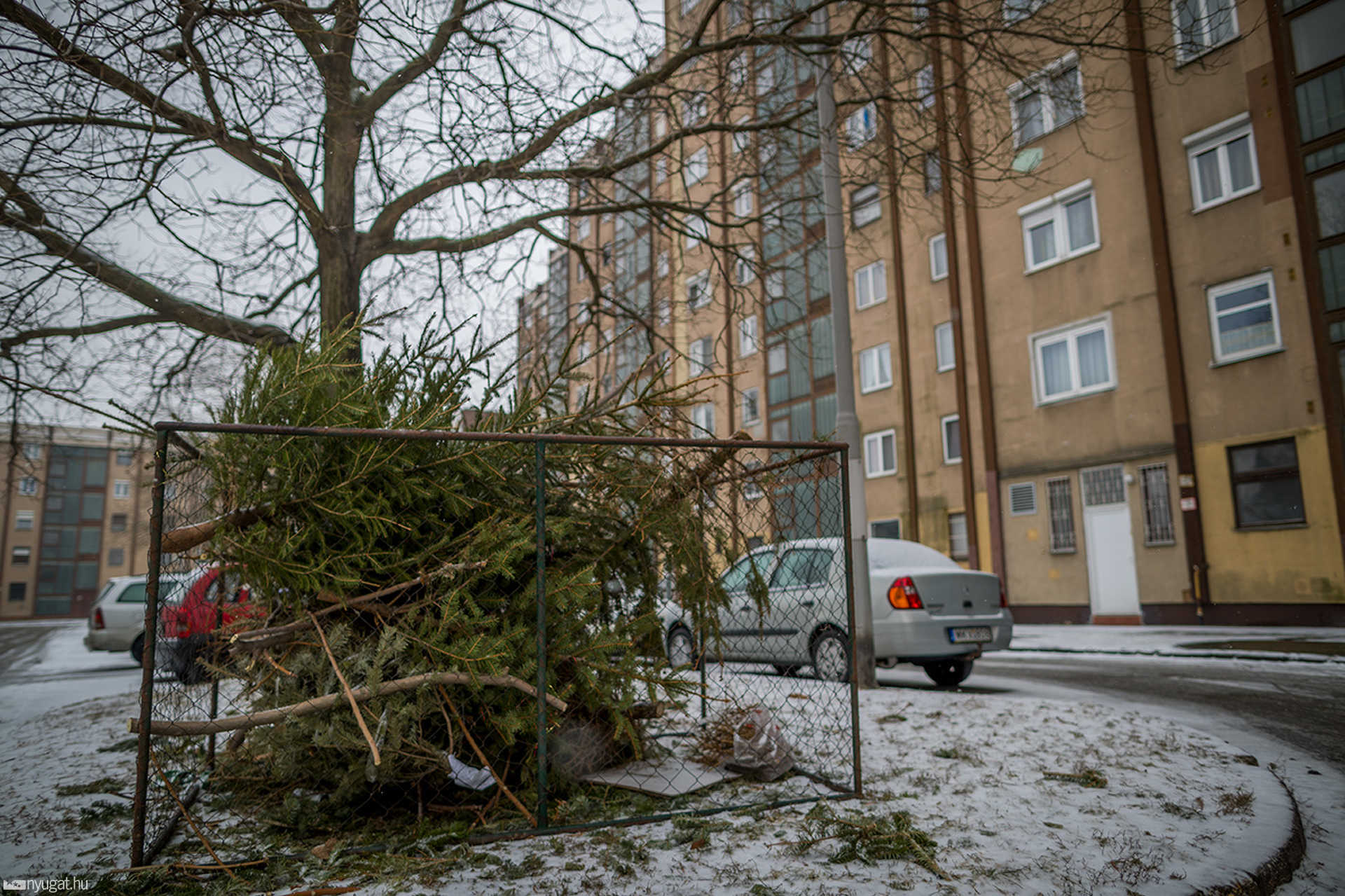Kidobott fenyőfák városszerte 2017.02.01.