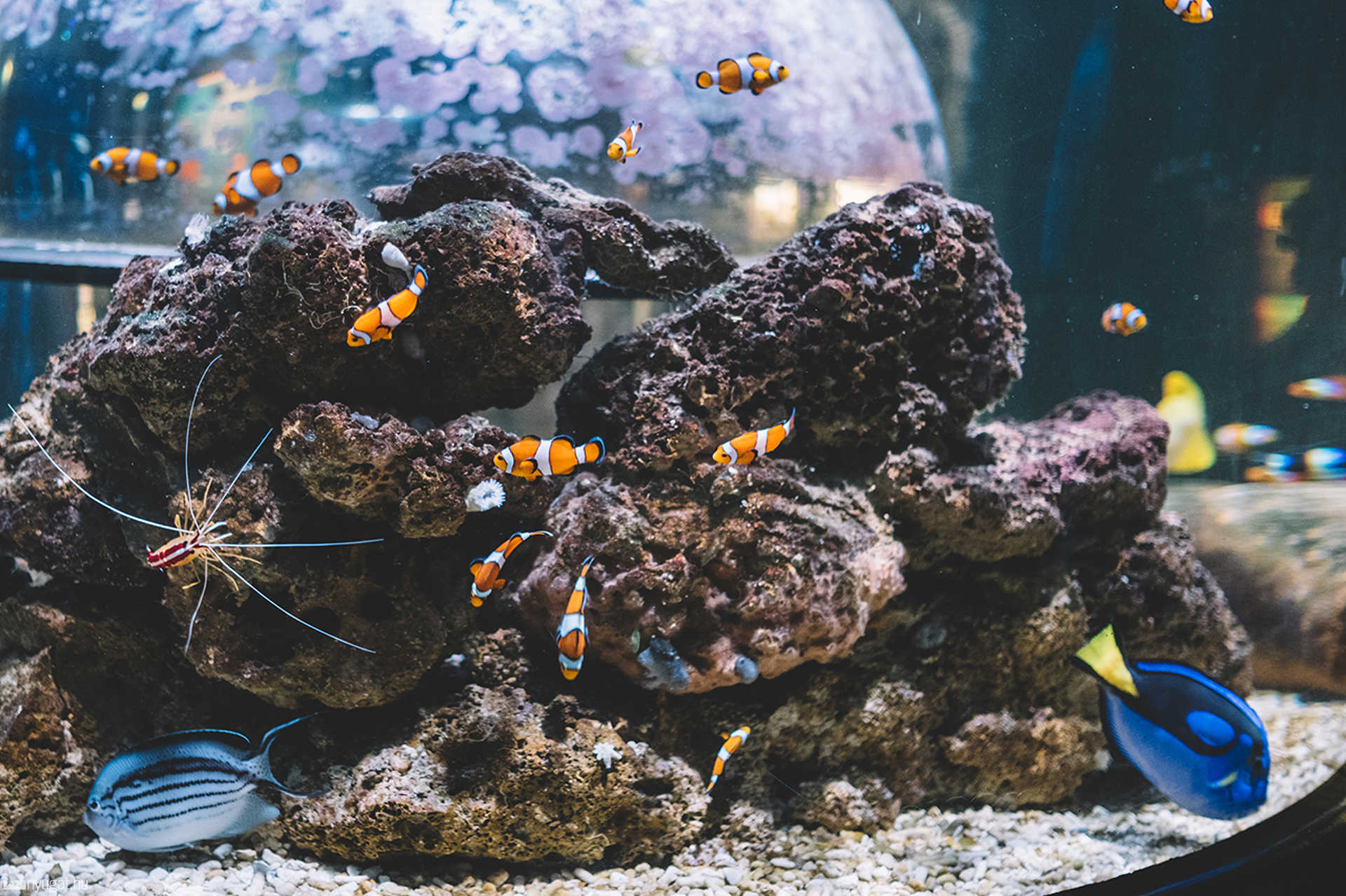 Sea Life München aquarium