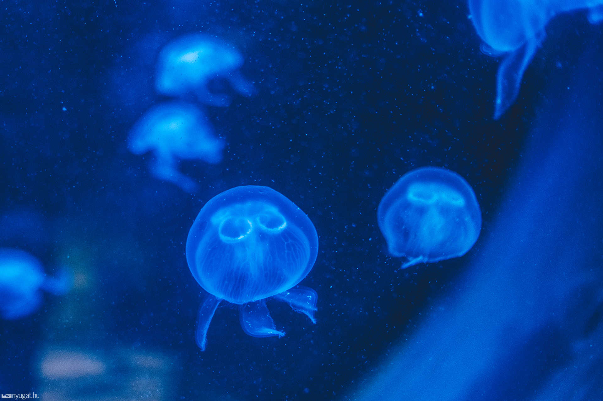Sea Life München aquarium