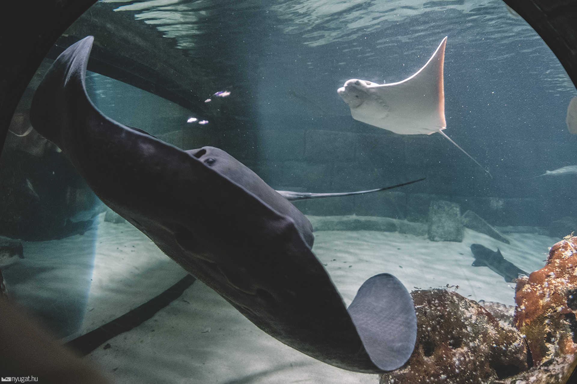 Sea Life München aquarium