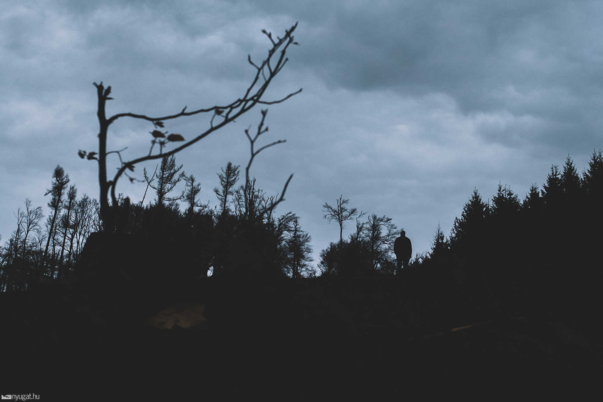 Tűz után a Kőszegi-hegységben