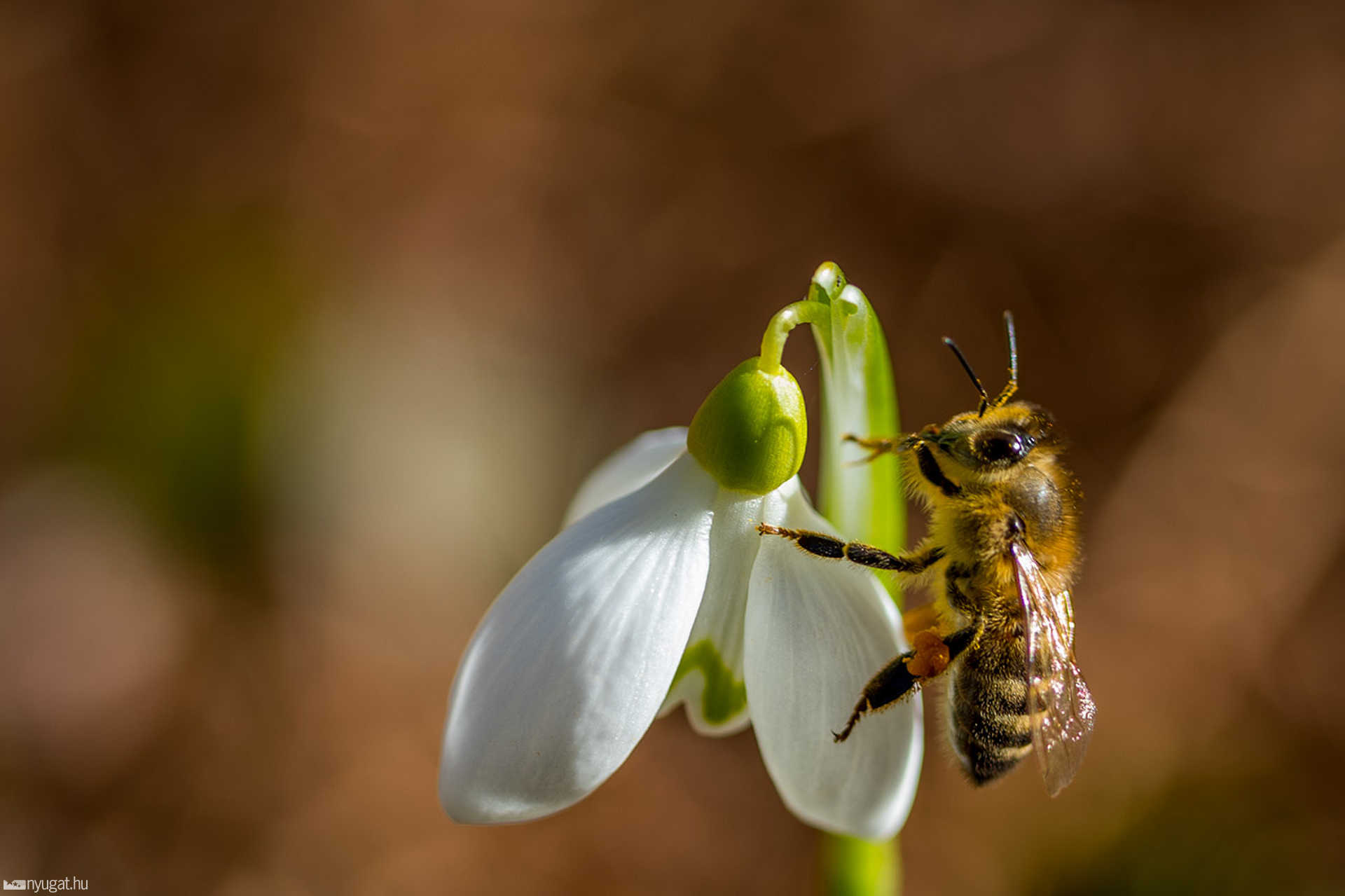 A tavasz első virágai az arborétumban