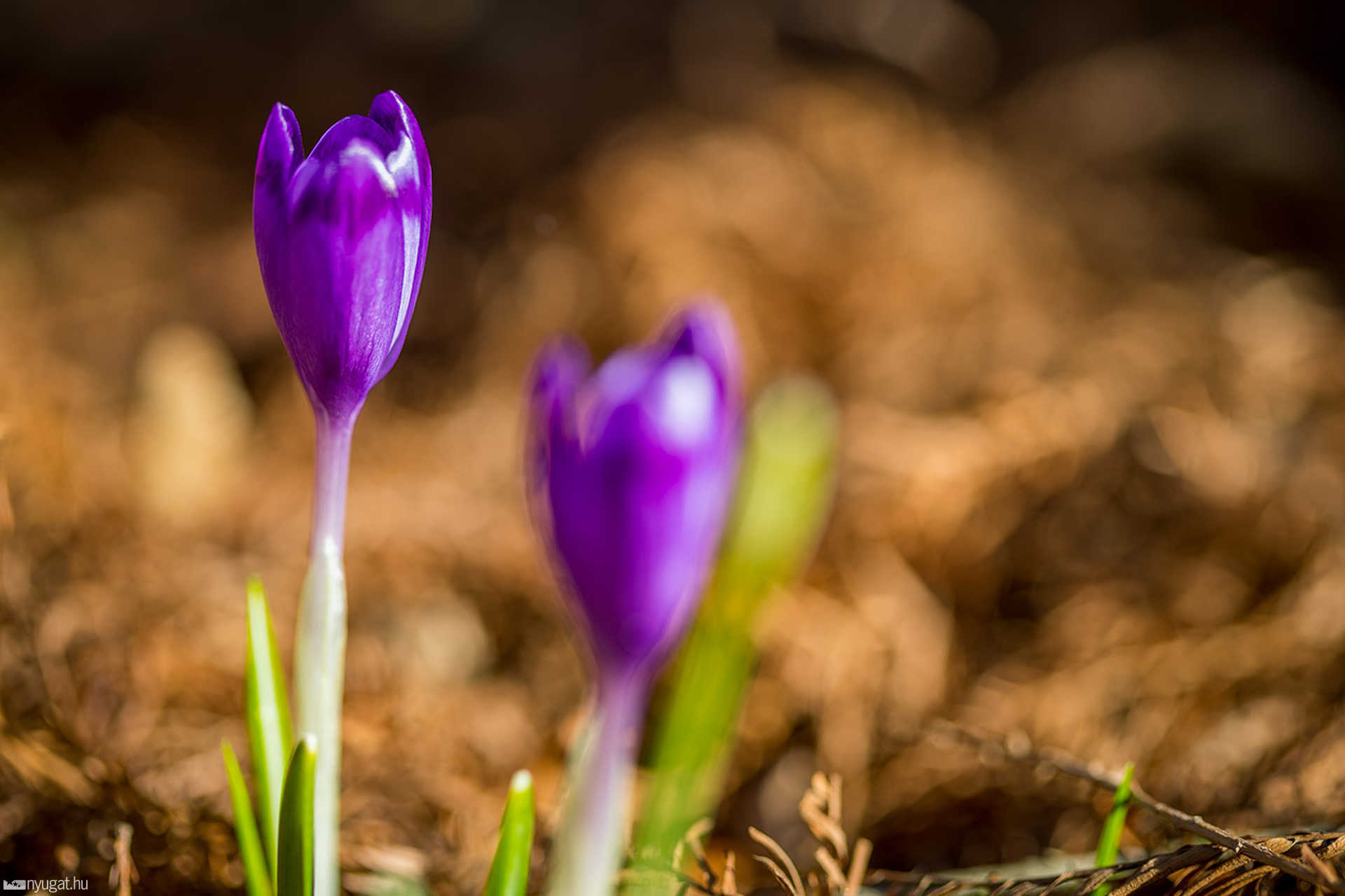 A tavasz első virágai az arborétumban