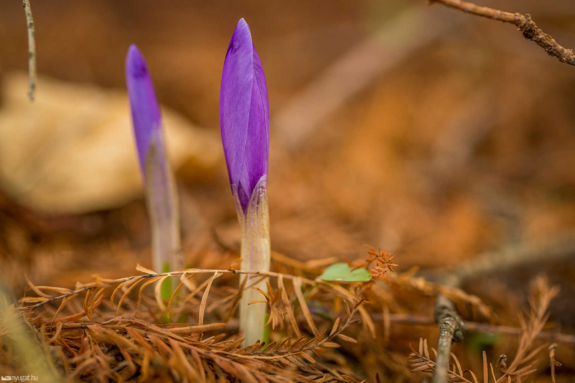 A tavasz első virágai az arborétumban