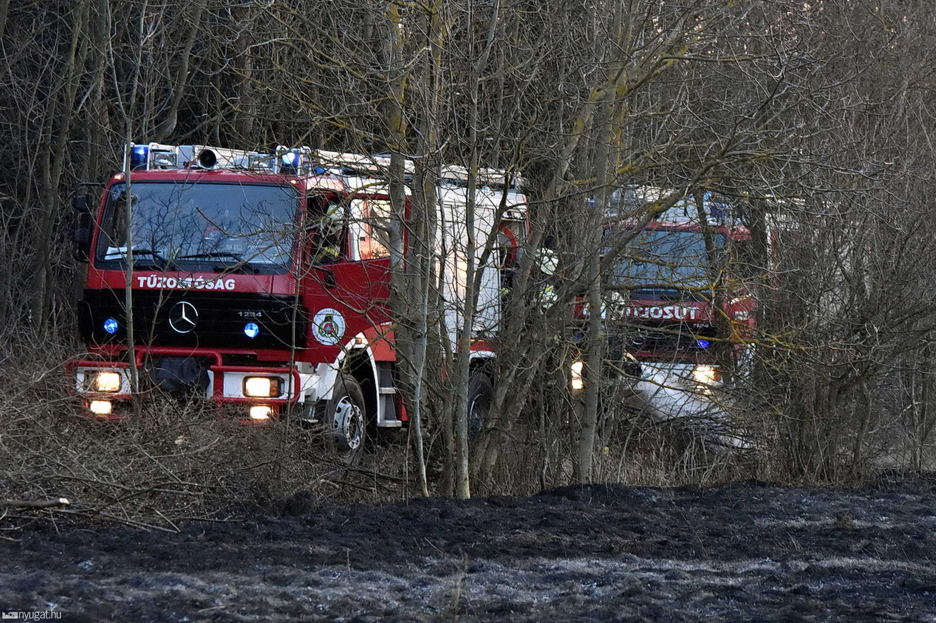 Sűrű fenyves közelében lángolt az aljnövényzet