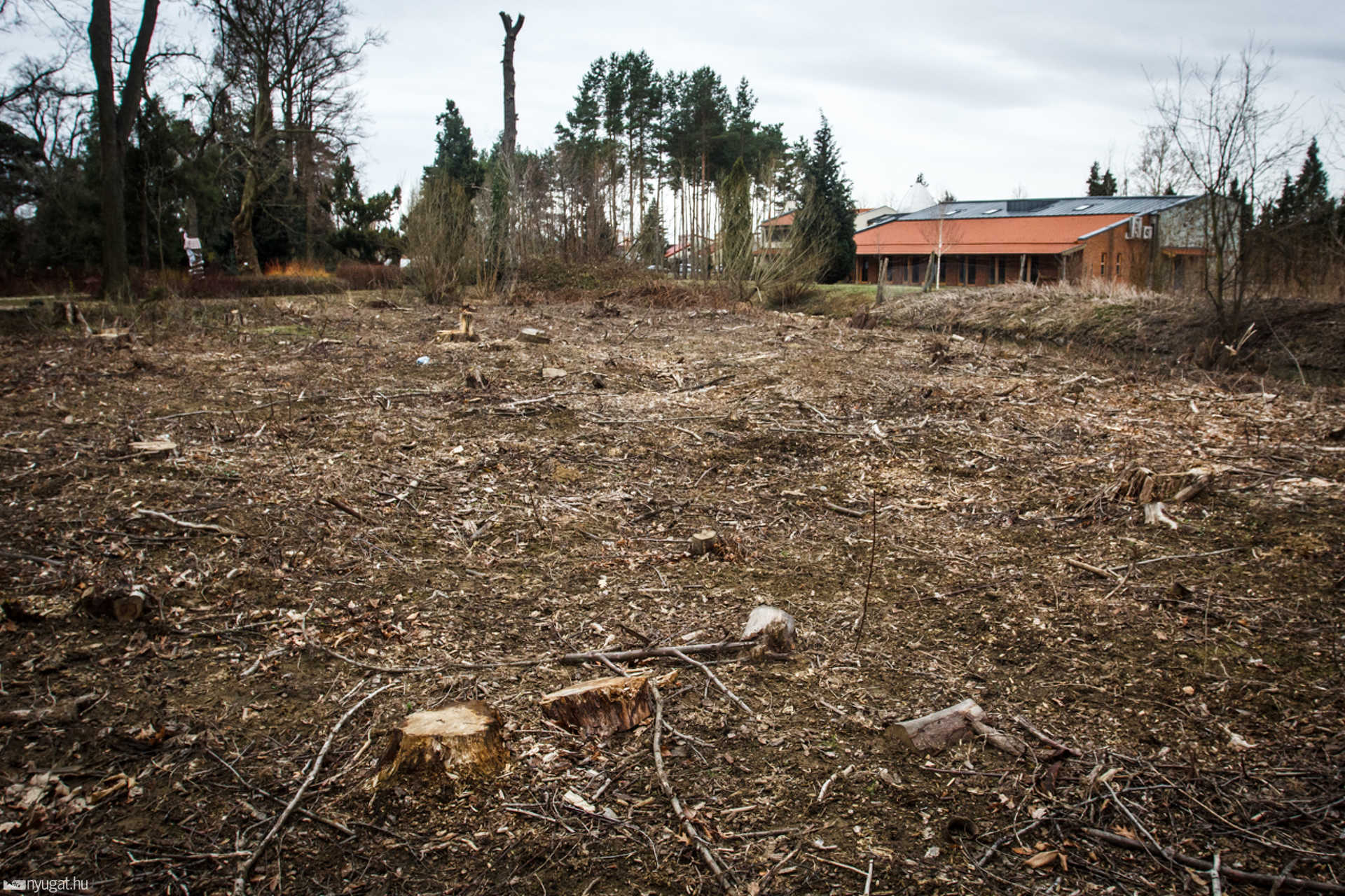 Kivágott fák a Kámoni Arborétumban