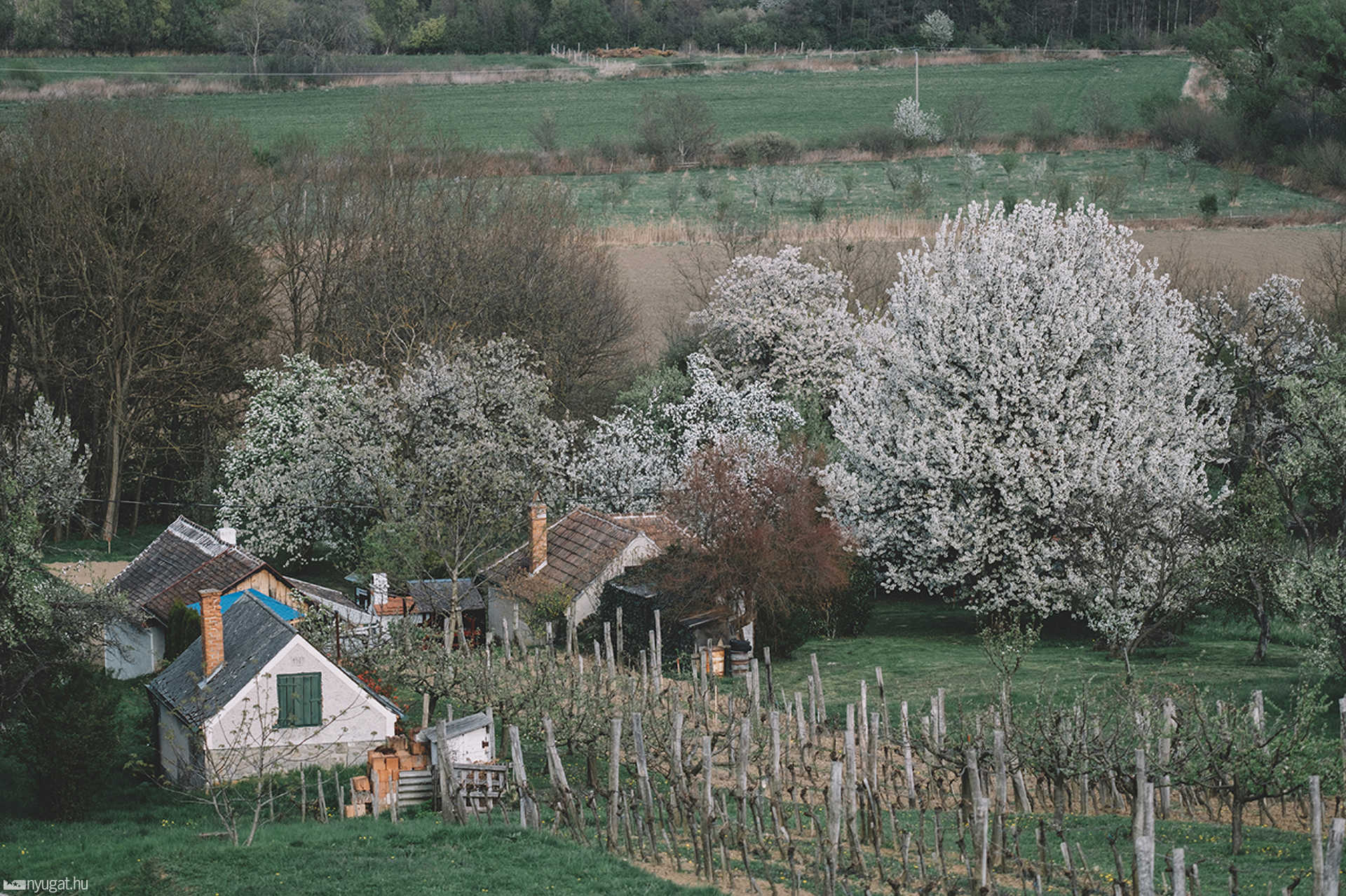 Lukácsháza, szőlőhegy