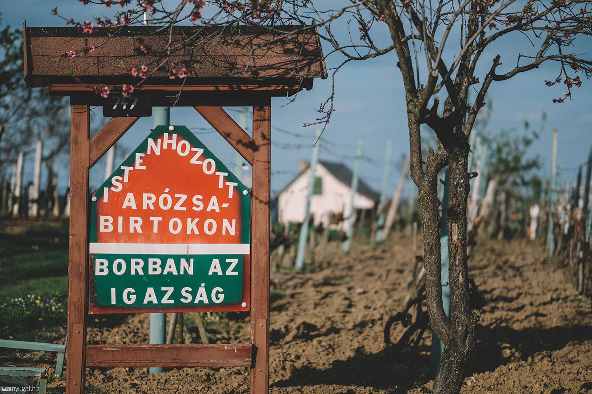 Lukácsháza, szőlőhegy