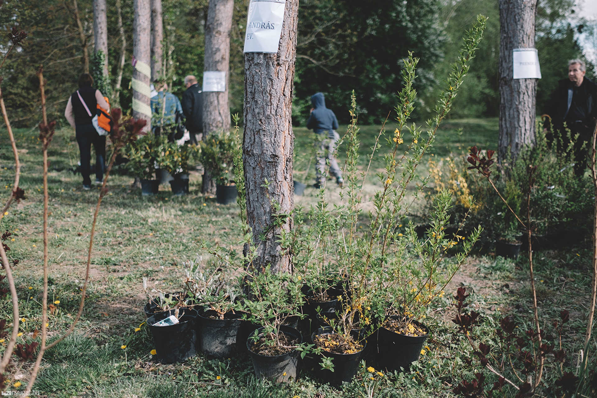 Fogadj örökbe egy fát! - akció az arborétumban