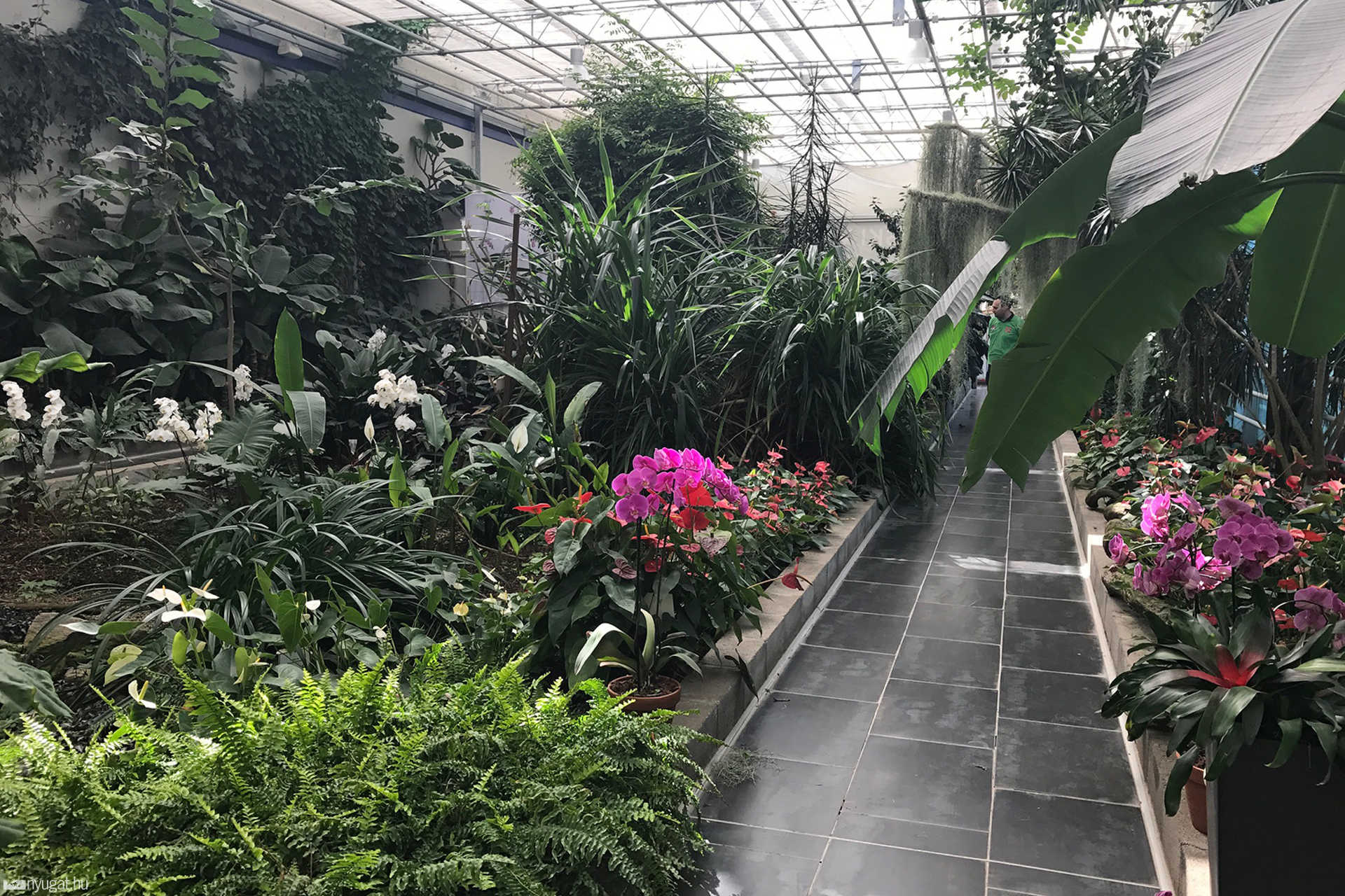 Orchideafarm Dobronakon