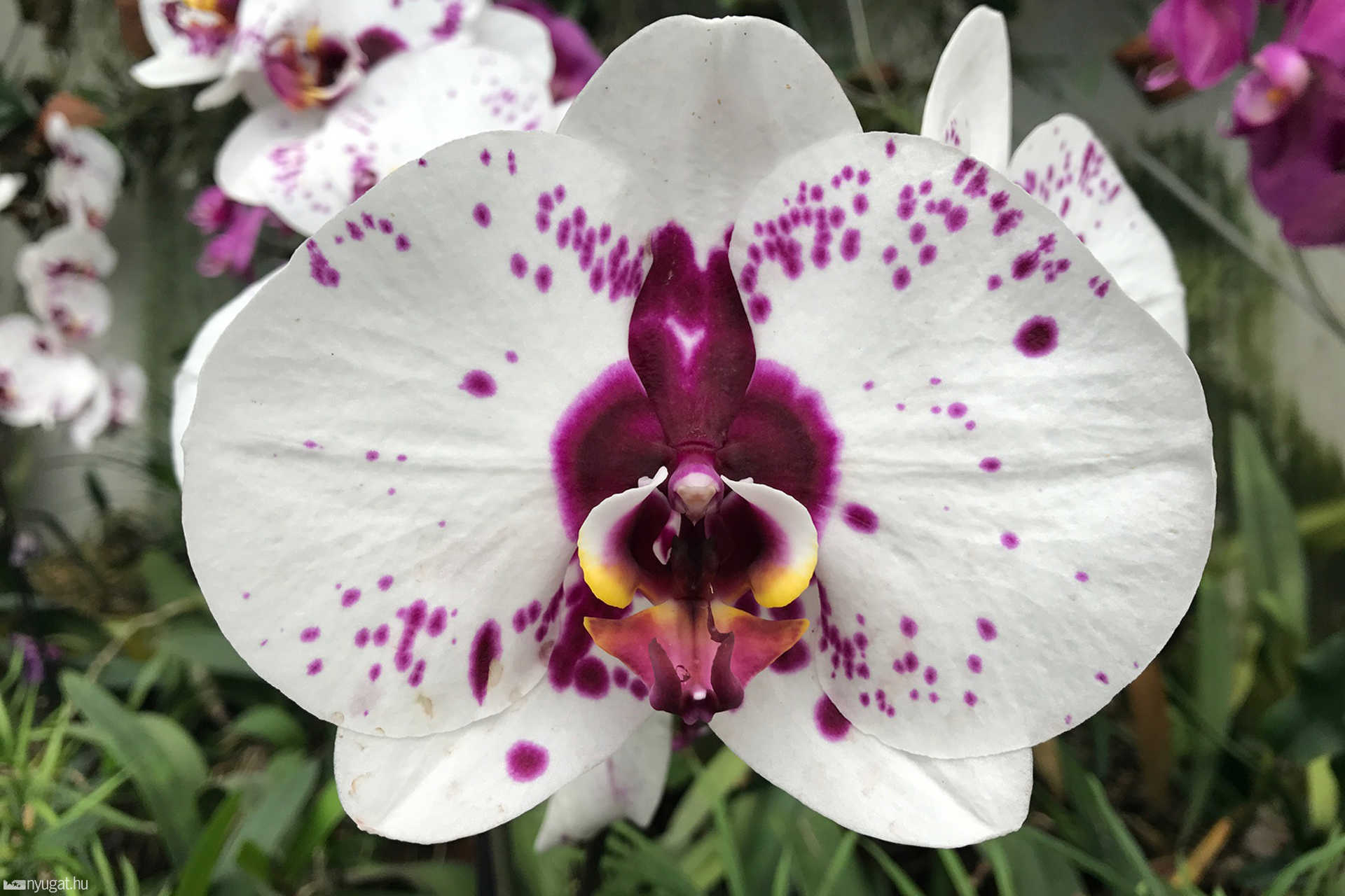 Orchideafarm Dobronakon