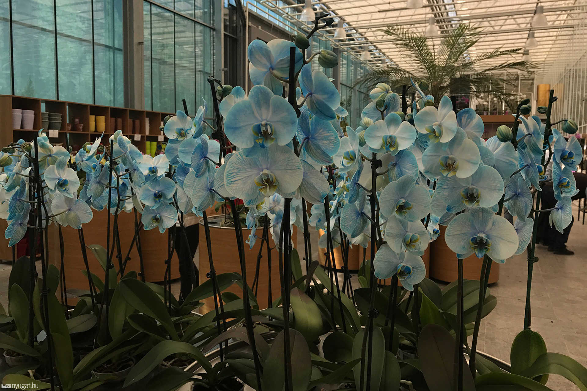 Orchideafarm Dobronakon