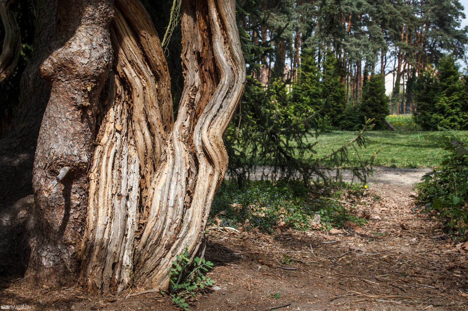 Trombitafolyondár a Kámoni Arborétumban