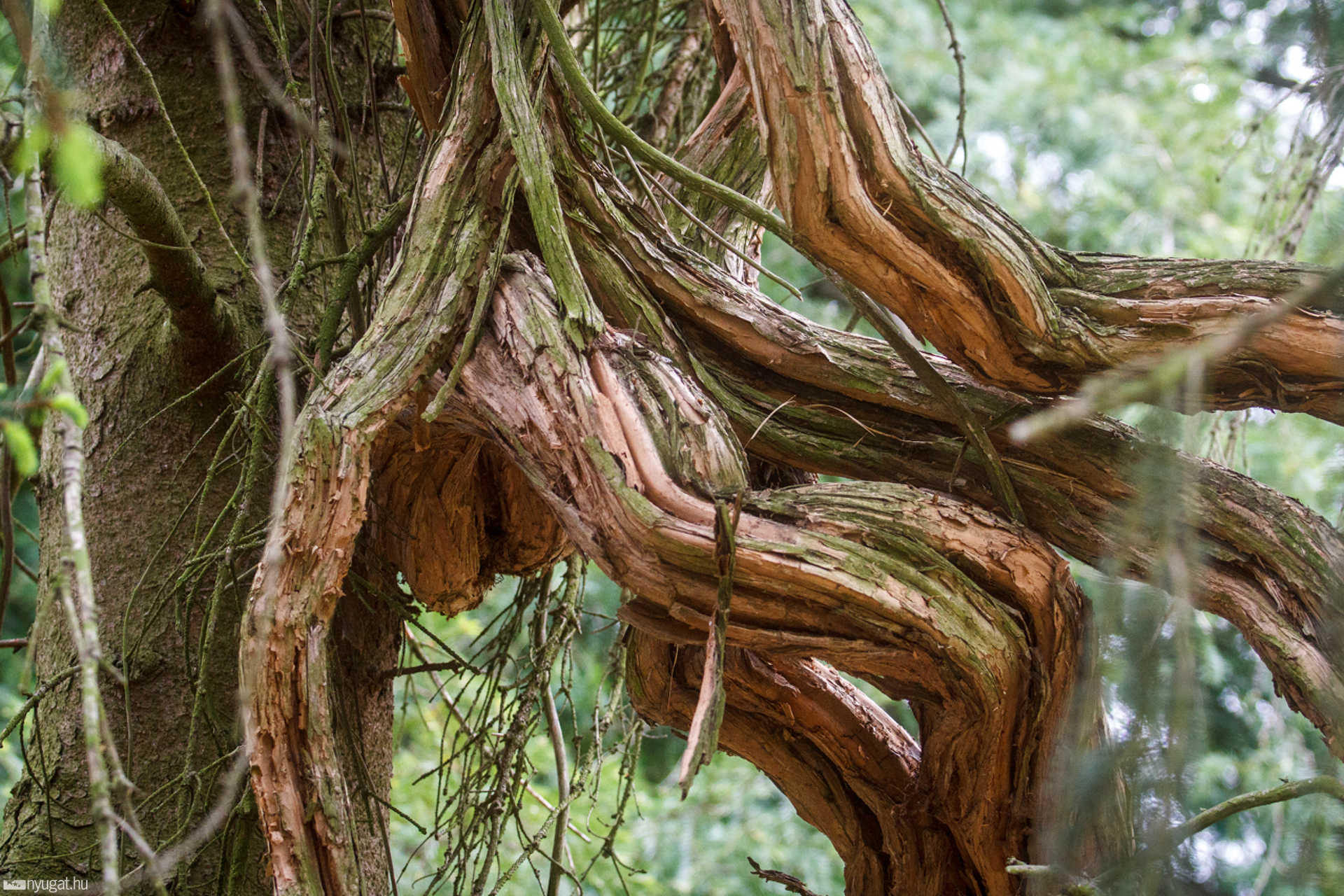 Trombitafolyondár a Kámoni Arborétumban