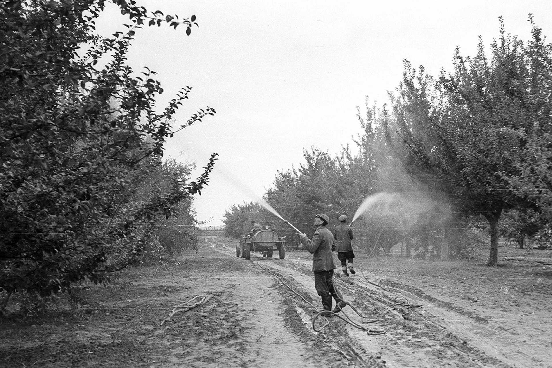 Állami Gazdaság, gyümölcsös, 1958.