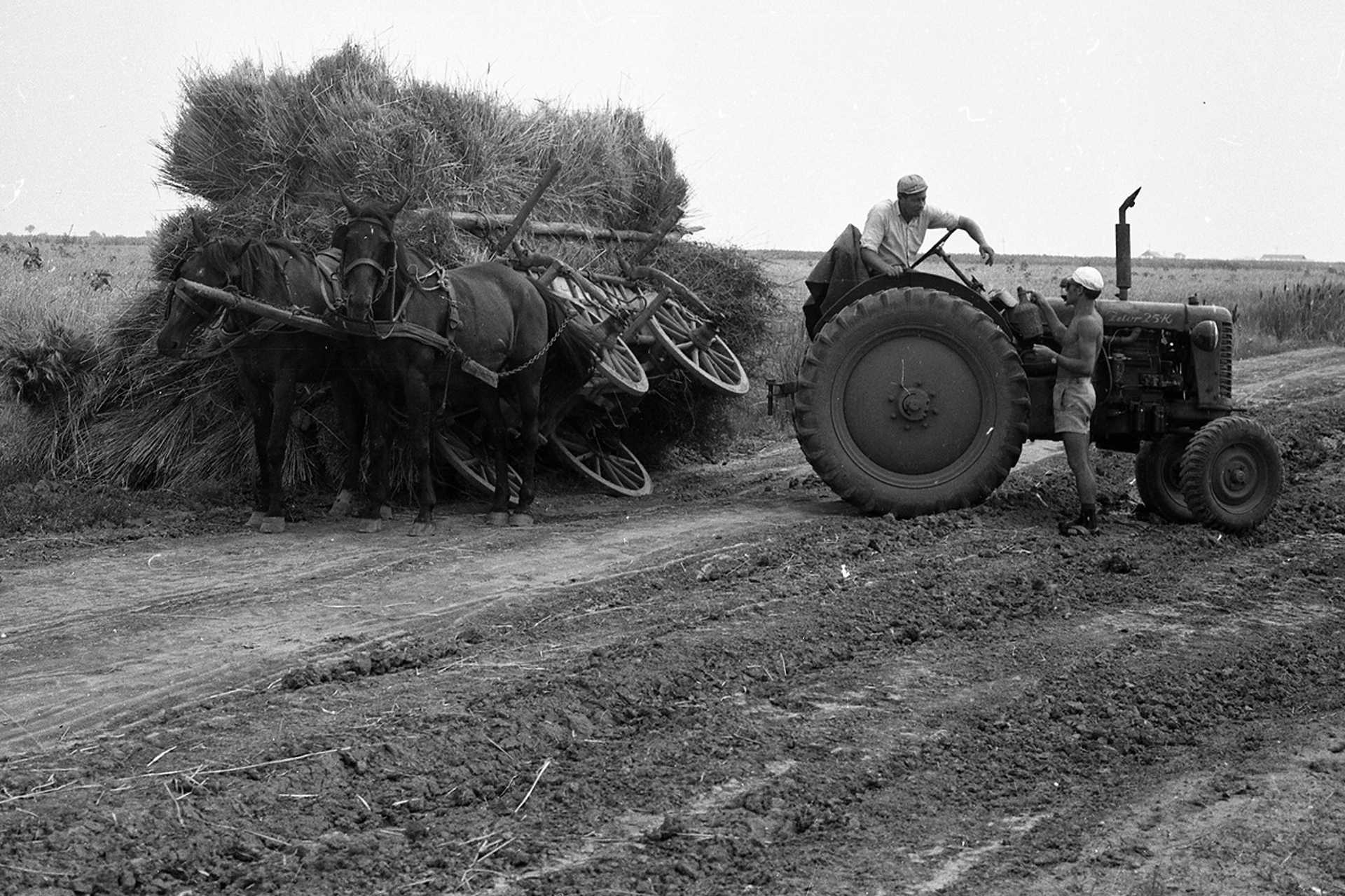 Lovaskocsi balesete, 1964.